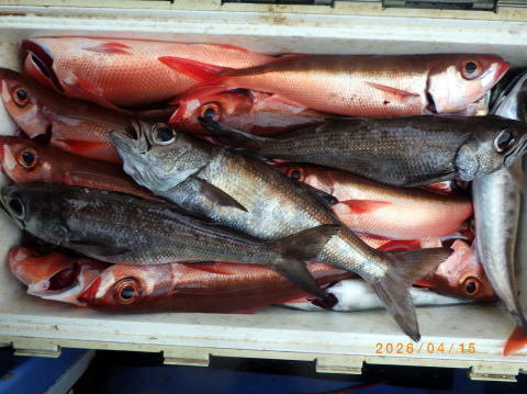 クロムツ・ハチビキ