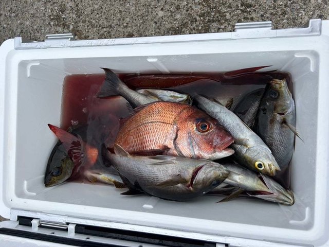 マダイ・イサキ