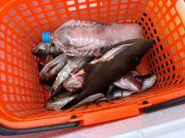 マダイ・イサキ