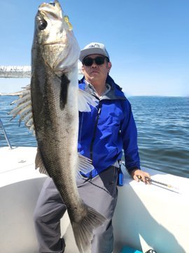 シーバスの釣果写真