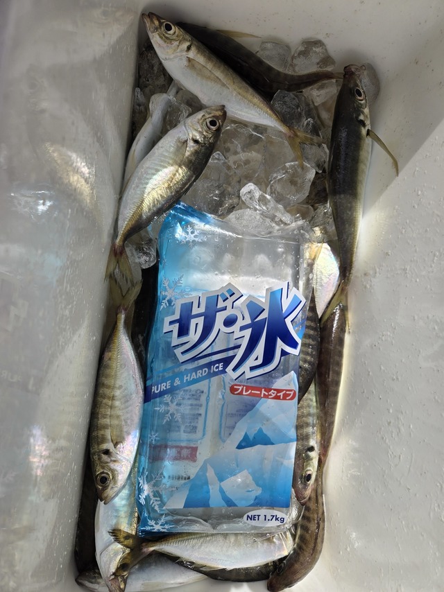 アジ(マアジ)