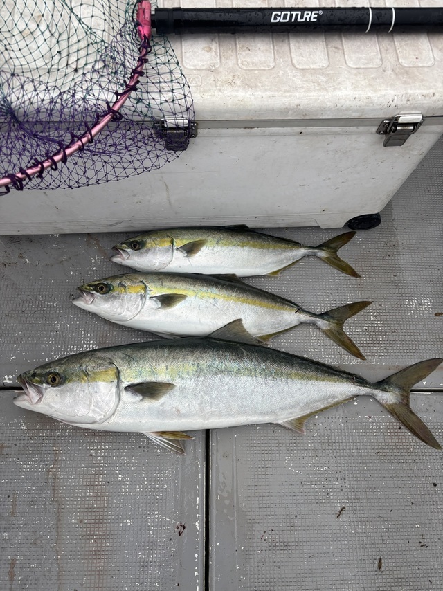 ハマチ(ブリ)・メジロ(ブリ)