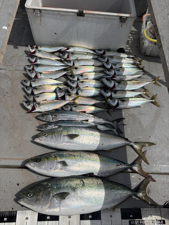 メジロ(ブリ)・サバ(マサバ)・サゴシ(サワラ)