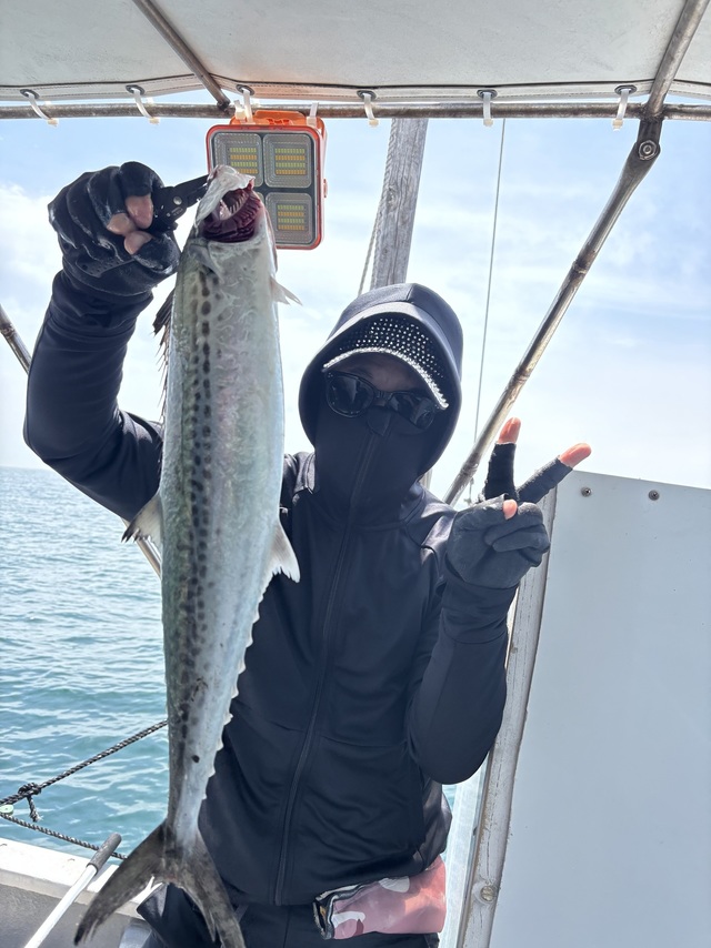 サゴシ(サワラ)