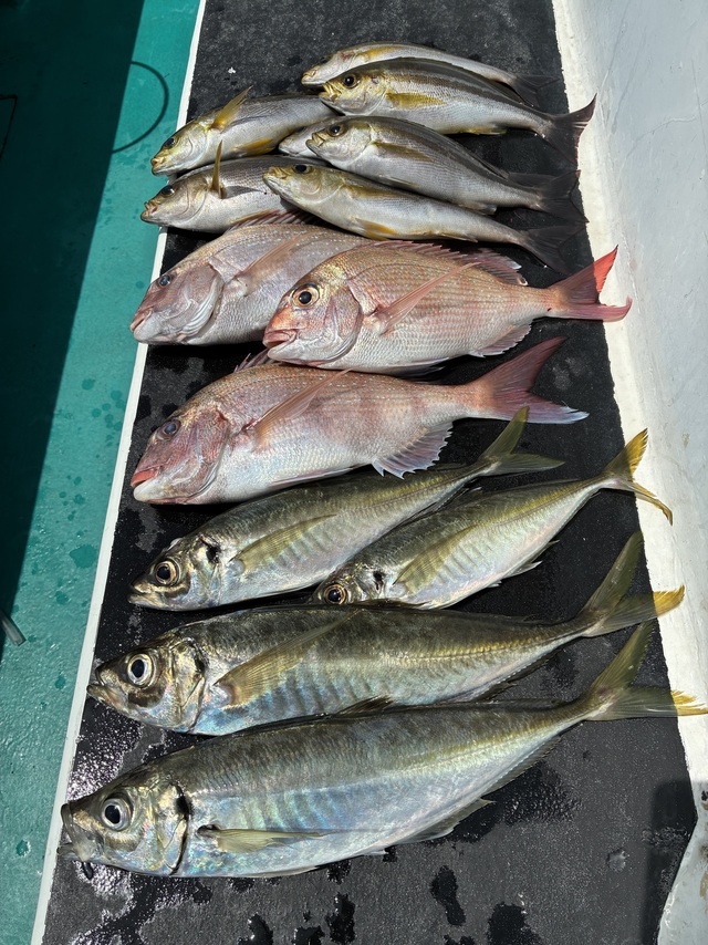 マダイ・マアジ