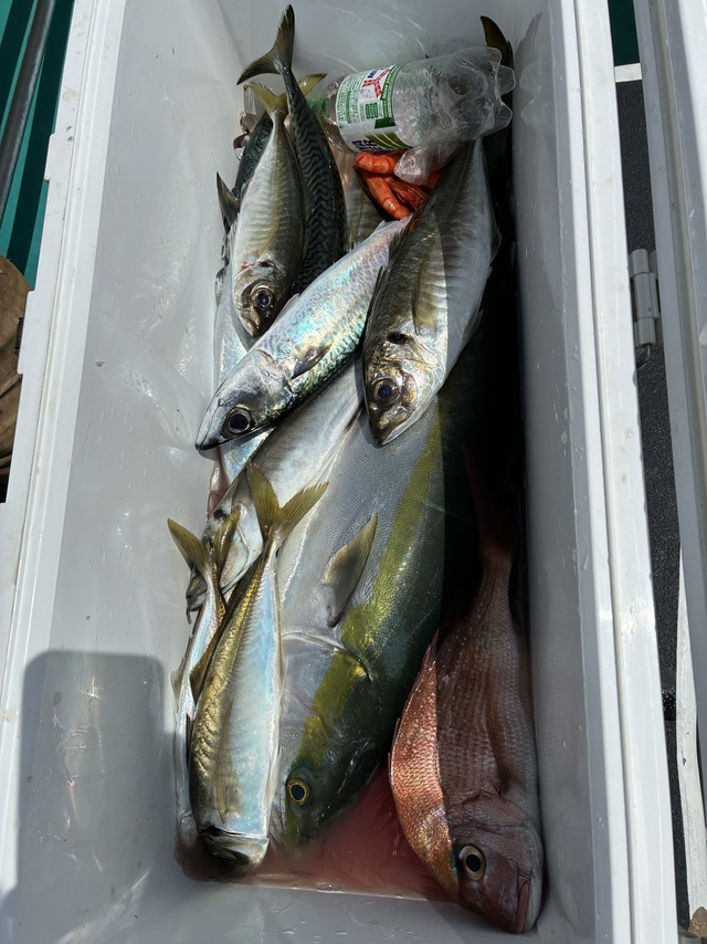 マダイ・マアジ・メジロ(ブリ)