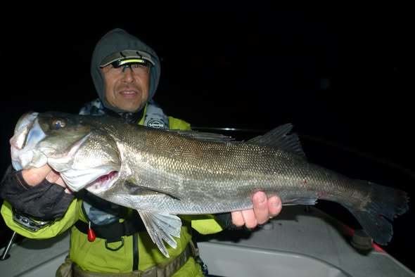 シーバス(スズキ)