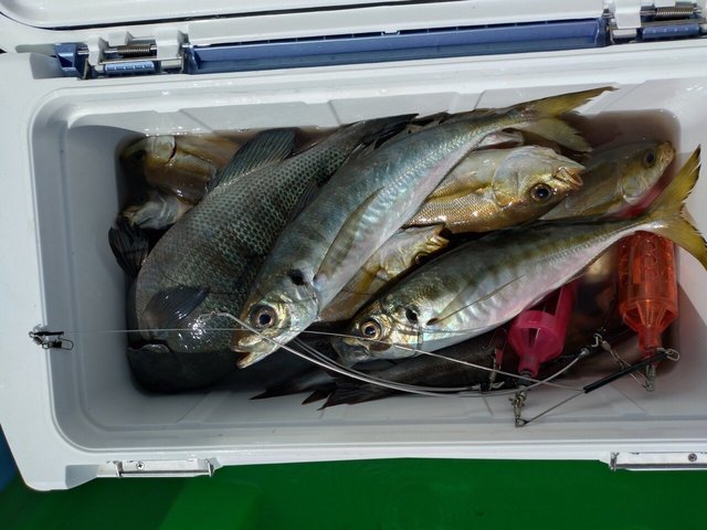 アジ(マアジ)・イサキ