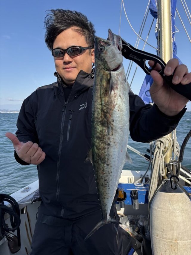 サゴシ(サワラ)