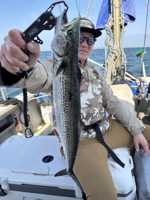 サゴシ(サワラ)