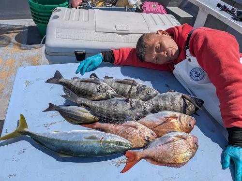 マダイ・クロダイ・ワラサ(ブリ)・イサキ