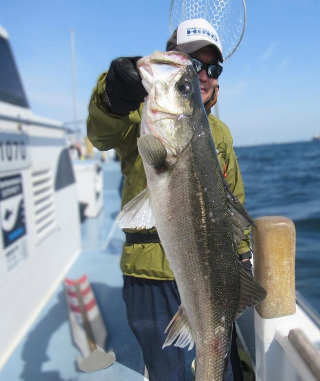 シーバス(スズキ)