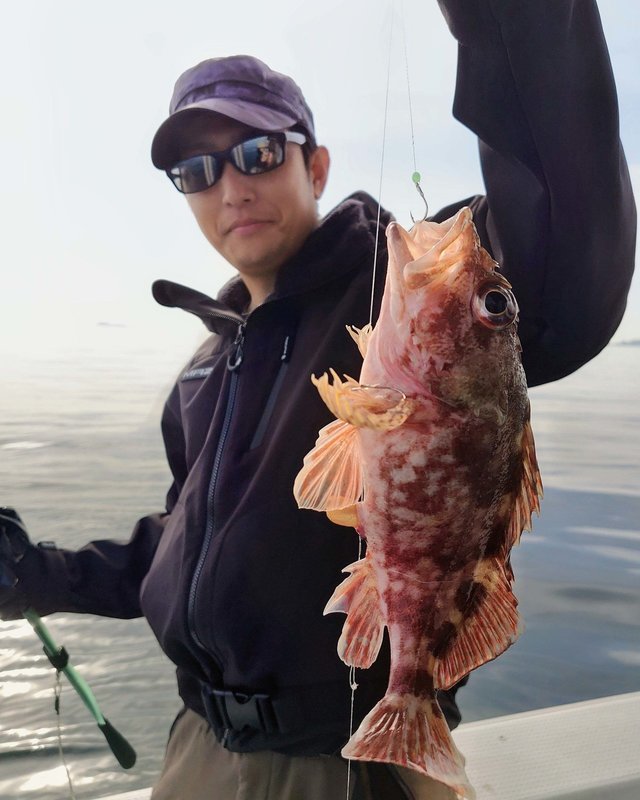 ガシラ(カサゴ)