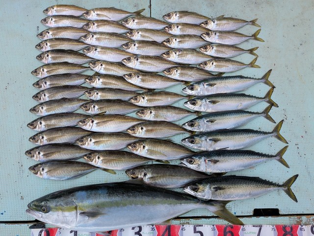 アジ(マアジ)・メジロ(ブリ)・マサバ