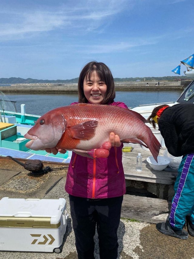 カンダイ(コブダイ)