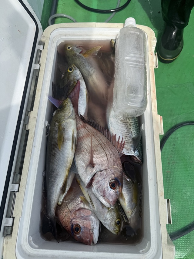 イサギ(イサキ)