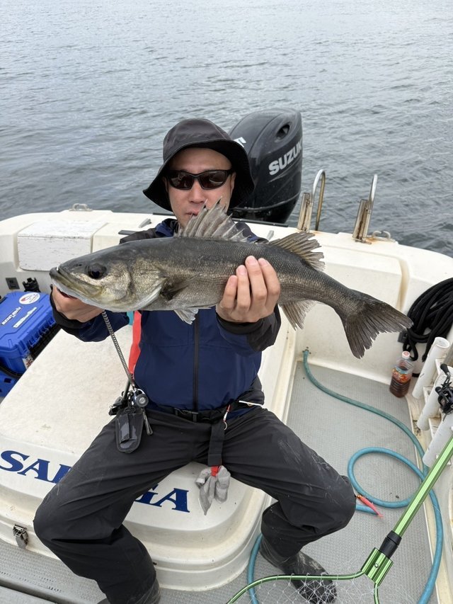 シーバス(スズキ)