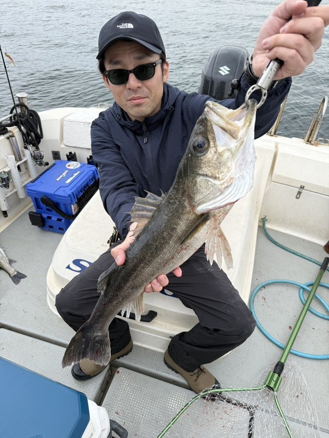 シーバス(スズキ)