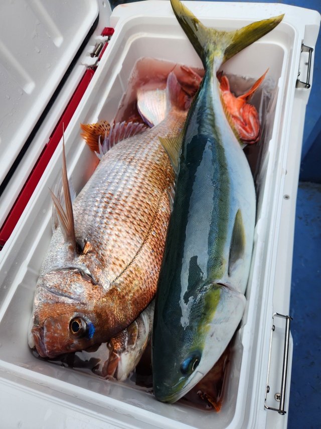 マダイ・ウマヅラハギ