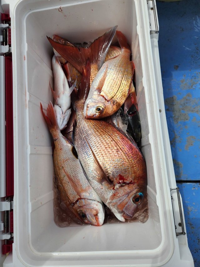 マダイ・ハナダイ(チダイ)