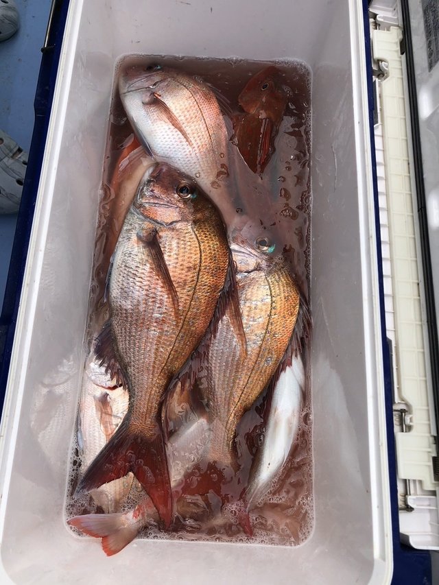 マダイ・ハナダイ(チダイ)