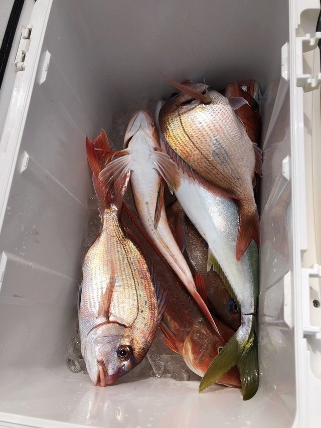 マダイ・ハナダイ(チダイ)