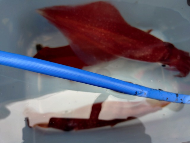 マルイカ(ケンサキイカ)