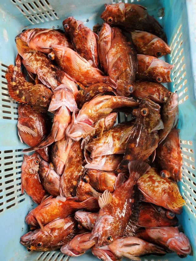 ガシラ(カサゴ)