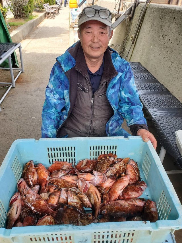 ガシラ(カサゴ)