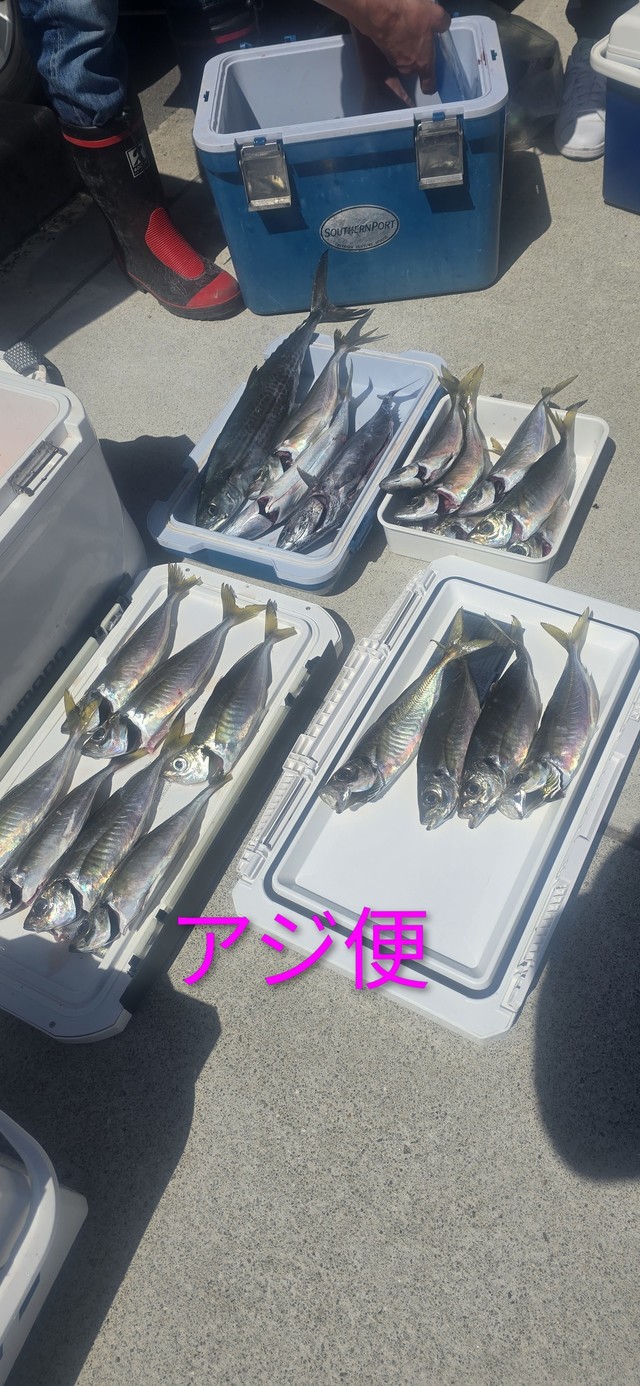 アジ(マアジ)