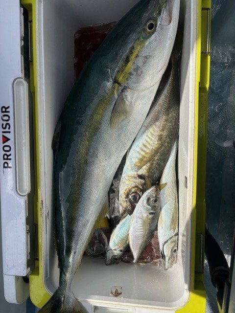 アジ(マアジ)・ワラサ(ブリ)・サバ(ゴマサバ)