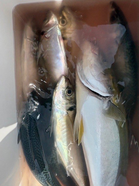 アジ(マアジ)・イナダ(ブリ)・ワラサ(ブリ)・サバ(ゴマサバ)