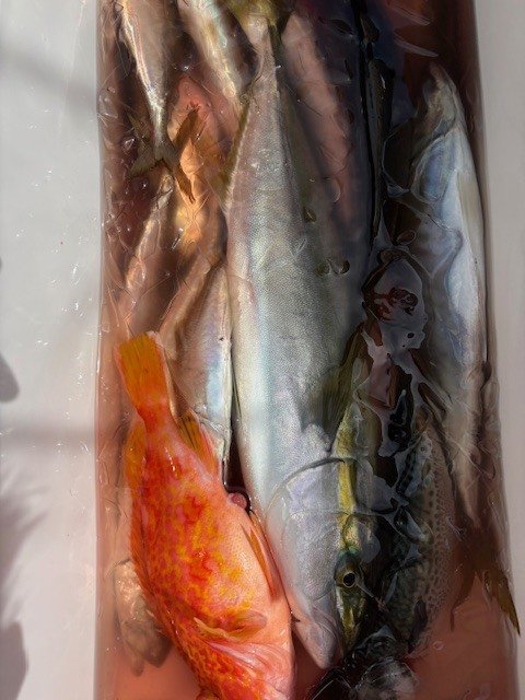 ワラサ(ブリ)・アヤメカサゴ