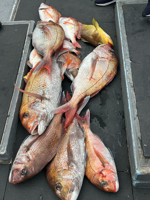 マダイ・レンコ(キダイ)・アオナ(アオハタ)