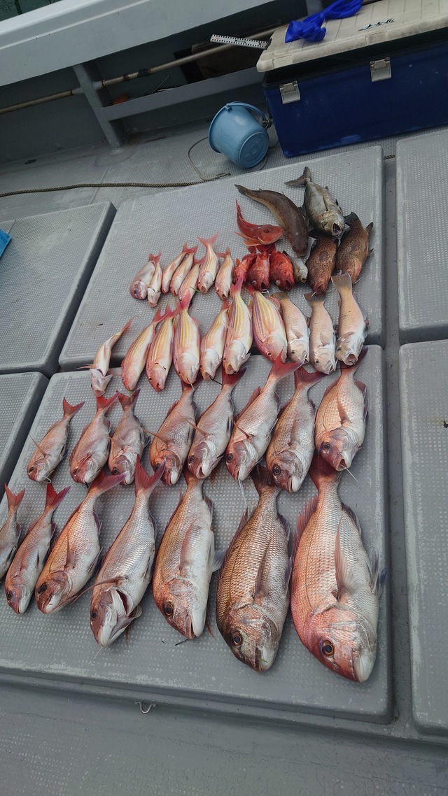 マダイ・アマダイ(アカアマダイ)