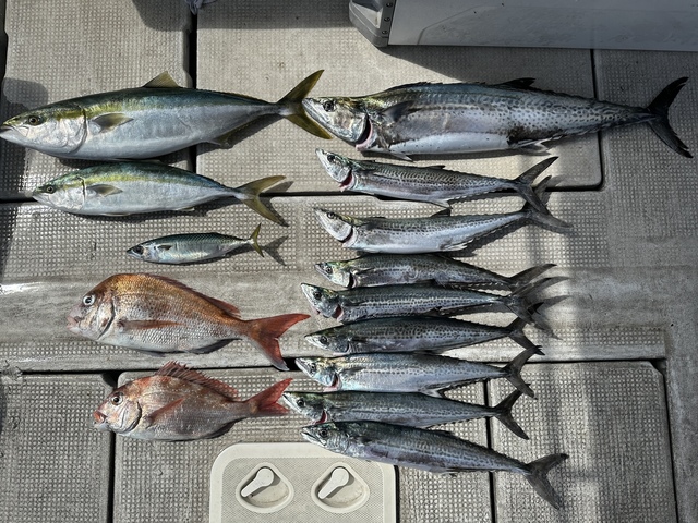 マダイ・ハマチ(ブリ)・メジロ(ブリ)・サバ(マサバ)・サワラ・サゴシ(サワラ)