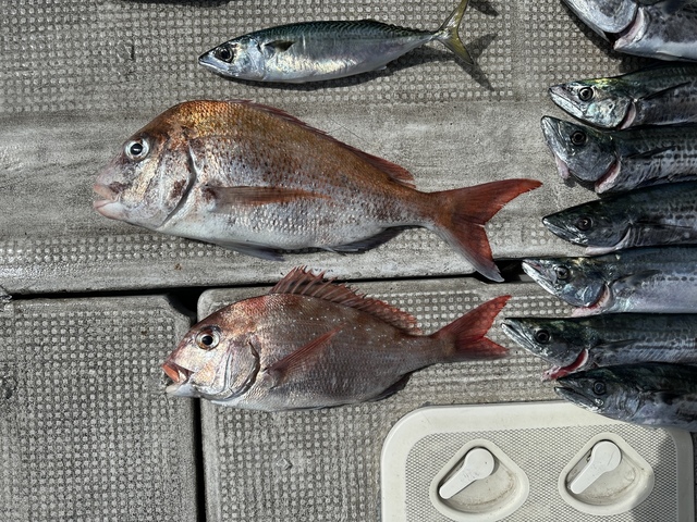 マダイ・サバ(マサバ)・サワラ・サゴシ(サワラ)