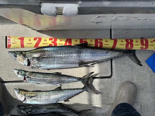 サワラ・サゴシ(サワラ)