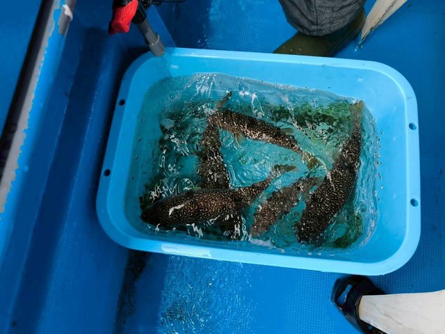 ショウサイフグ
