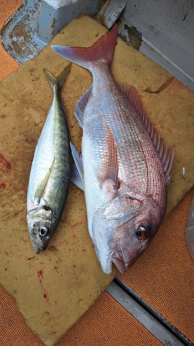 マダイ・アジ(マアジ)