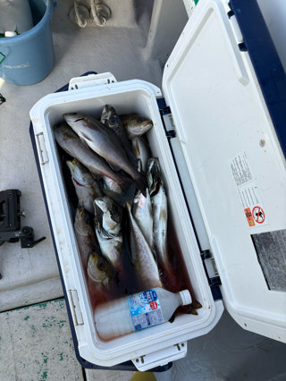 アジ(マアジ)・イサキ