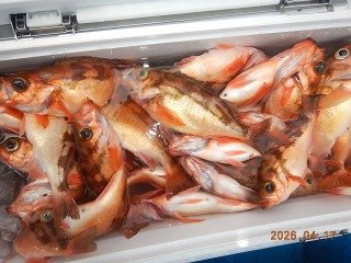 オキメバル(ウスメバル)