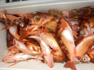 オキメバル(ウスメバル)