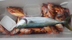 ワラサ(ブリ)・オキメバル(ウスメバル)