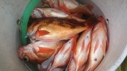 オキメバル(ウスメバル)