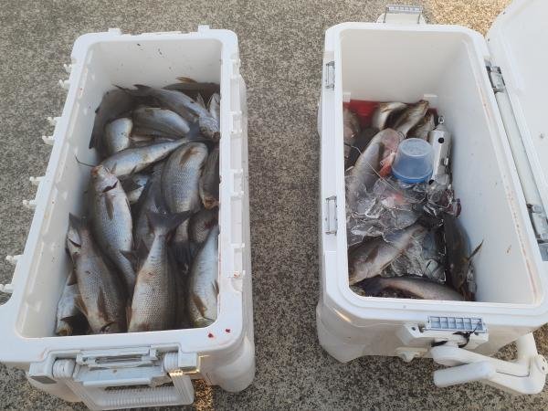 メジナ・イサキ