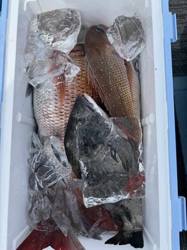 マダイ・クロダイ