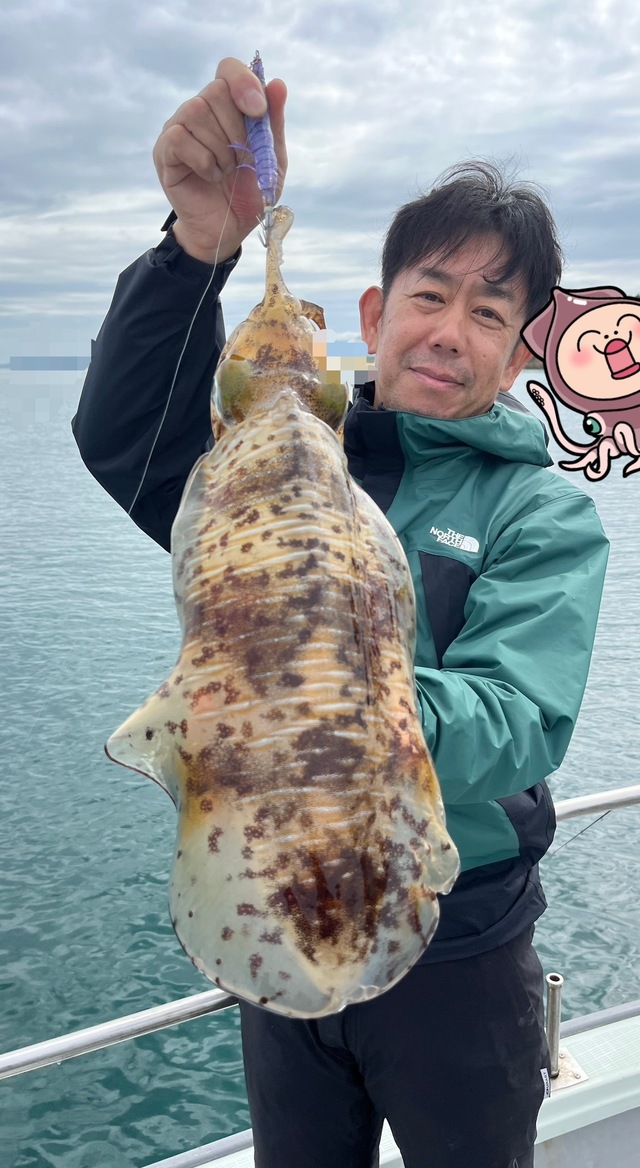 イカ(アオリイカ)