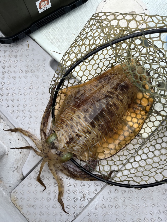 イカ(アオリイカ)