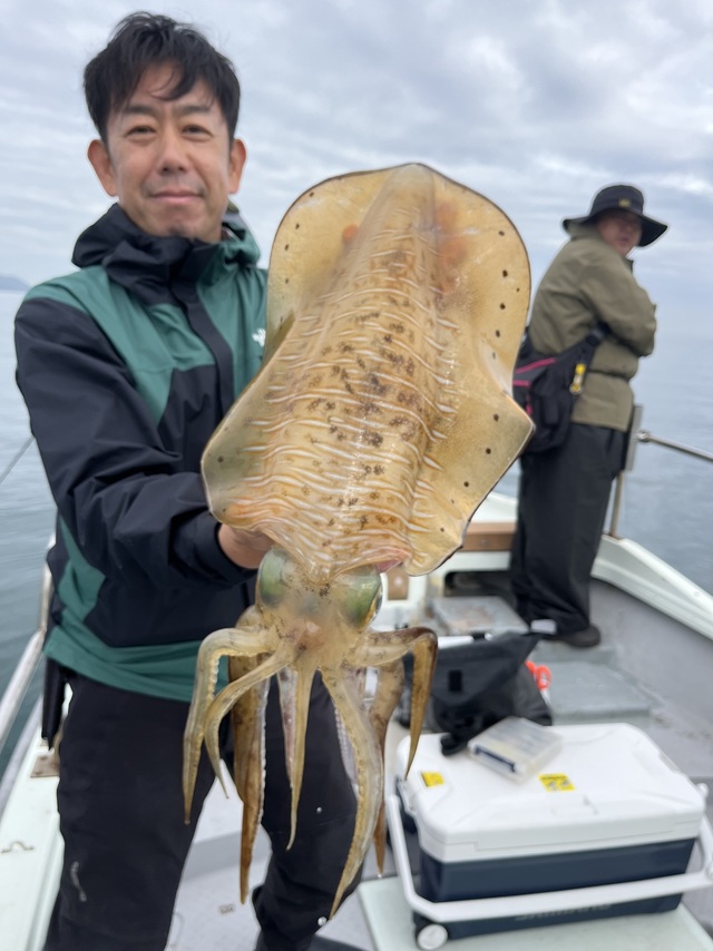 イカ(アオリイカ)